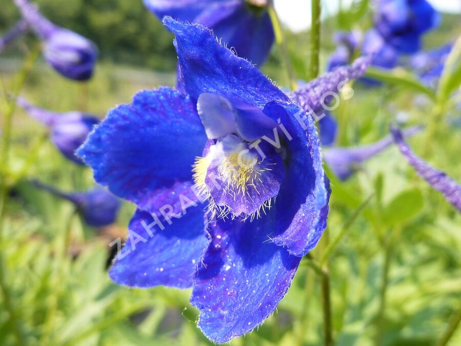 Ostrožka 'Atlantis' - Delphinium belladonna 'Atlantis'