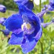 Ostrožka 'Atlantis' - Delphinium belladonna 'Atlantis'