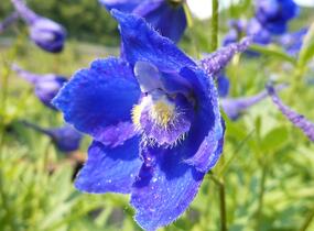 Ostrožka 'Atlantis' - Delphinium belladonna 'Atlantis'