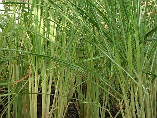 Citronová tráva - Cymbopogon citratus