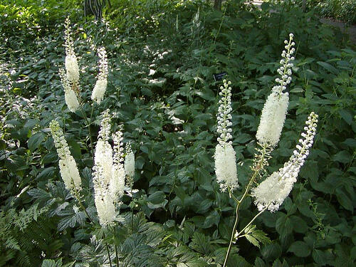 Ploštičník hroznovitý - Cimicifuga racemosa