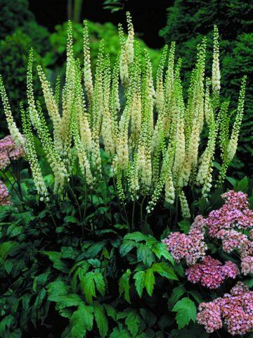 Ploštičník hroznovitý - Cimicifuga racemosa