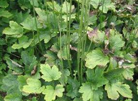 Ploštičník 'Compacta' - Cimicifuga japonica var. acerina 'Compacta'