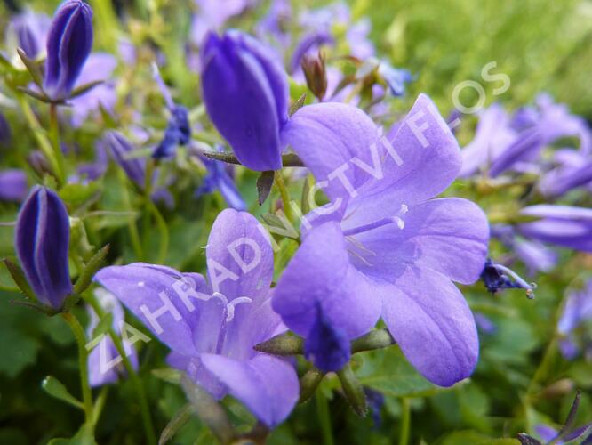 Zvonek dalmatský 'Blue Sky' - Campanula portenschlagiana 'Blue Sky'