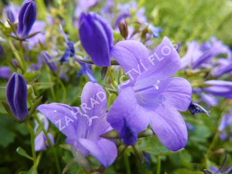 Zvonek dalmatský 'Blue Sky' - Campanula portenschlagiana 'Blue Sky'