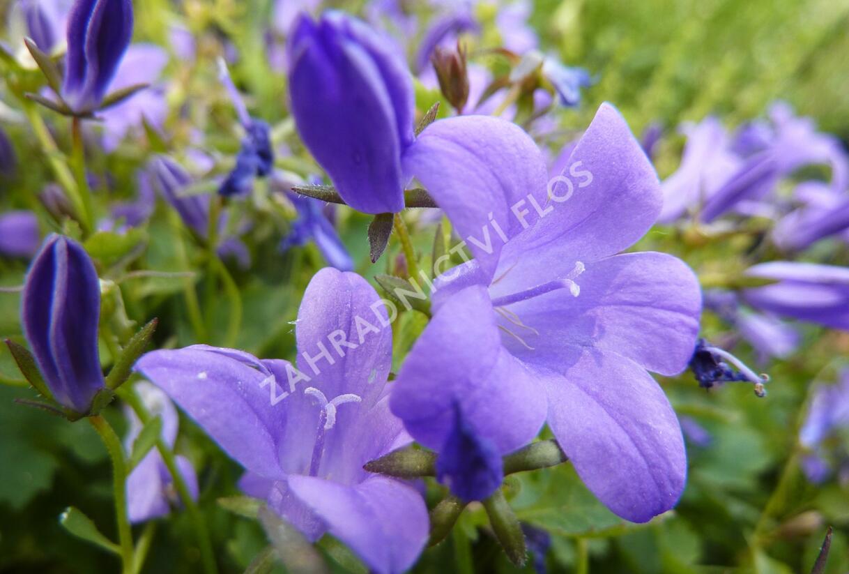 Zvonek dalmatský 'Blue Sky' - Campanula portenschlagiana 'Blue Sky'
