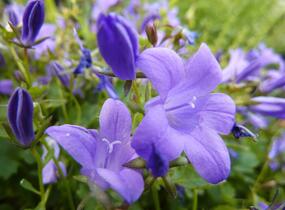 Zvonek dalmatský 'Blue Sky' - Campanula portenschlagiana 'Blue Sky'