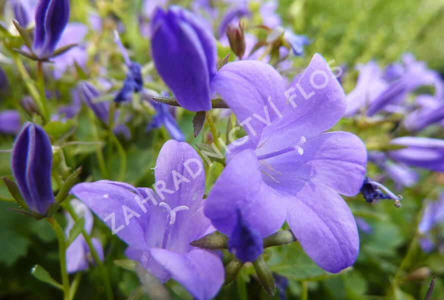 Zvonek dalmatský 'Blue Sky' - Campanula portenschlagiana 'Blue Sky'
