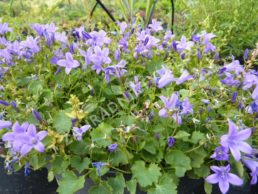 Zvonek dalmatský 'Blue Sky' - Campanula portenschlagiana 'Blue Sky'