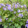 Zvonek dalmatský 'Blue Sky' - Campanula portenschlagiana 'Blue Sky'