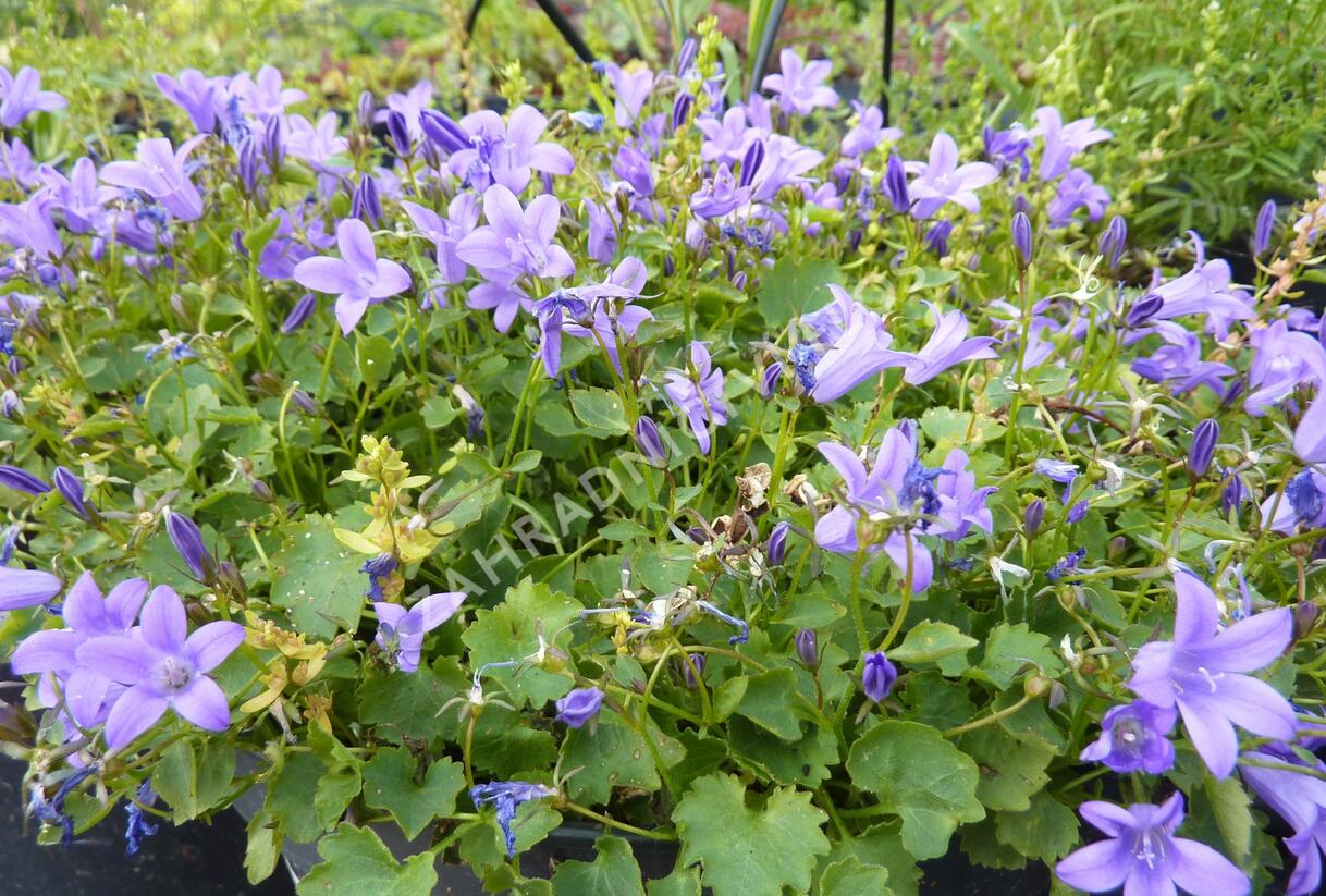 Zvonek dalmatský 'Blue Sky' - Campanula portenschlagiana 'Blue Sky'