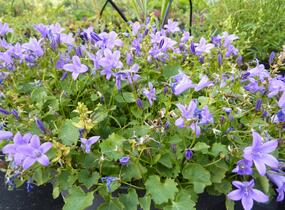 Zvonek dalmatský 'Blue Sky' - Campanula portenschlagiana 'Blue Sky'