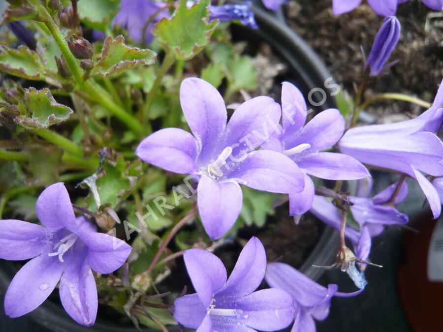 Zvonek dalmatský 'Blue Sky' - Campanula portenschlagiana 'Blue Sky'
