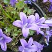 Zvonek dalmatský 'Blue Sky' - Campanula portenschlagiana 'Blue Sky'