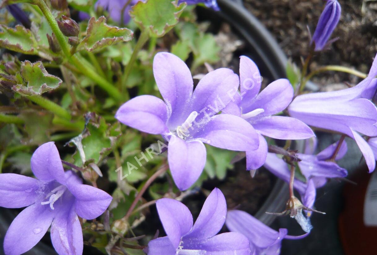 Zvonek dalmatský 'Blue Sky' - Campanula portenschlagiana 'Blue Sky'