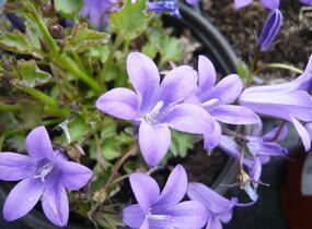 Zvonek dalmatský 'Blue Sky' - Campanula portenschlagiana 'Blue Sky'