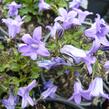 Zvonek dalmatský 'Blue Sky' - Campanula portenschlagiana 'Blue Sky'