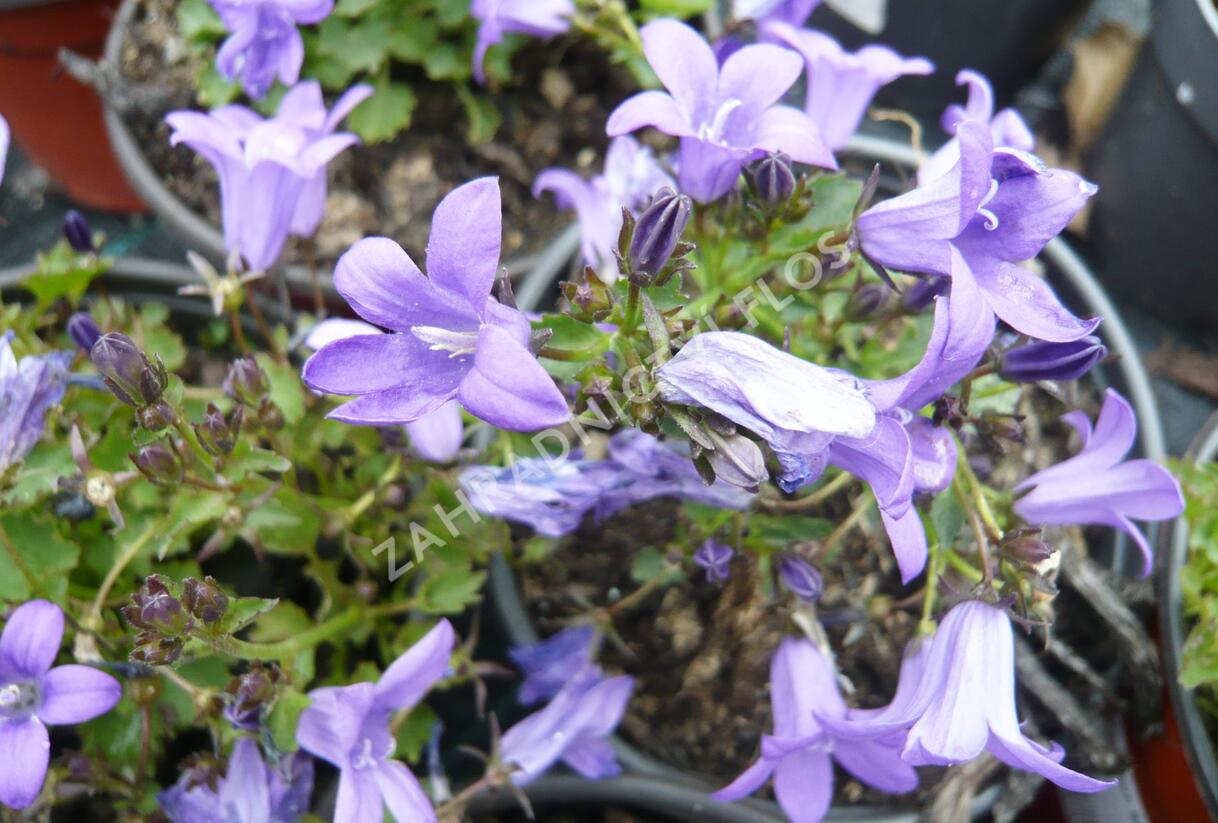 Zvonek dalmatský 'Blue Sky' - Campanula portenschlagiana 'Blue Sky'