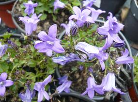 Zvonek dalmatský 'Blue Sky' - Campanula portenschlagiana 'Blue Sky'