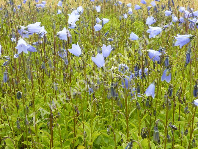 Zvonek lžičkolistý 'Blue' - Campanula cochleariifolia 'Blue'