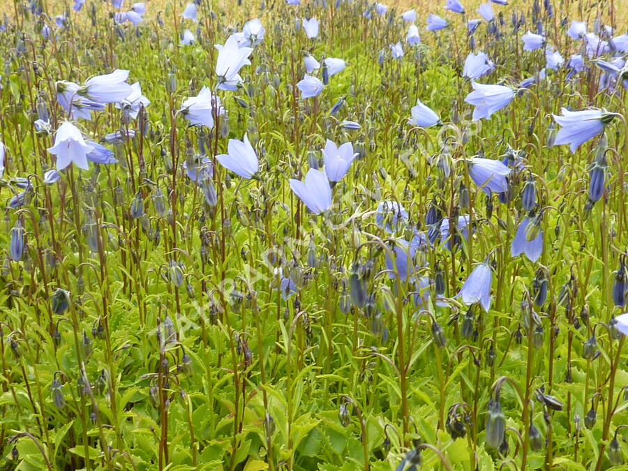 Zvonek lžičkolistý 'Blue' - Campanula cochleariifolia 'Blue'