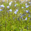 Zvonek lžičkolistý 'Blue' - Campanula cochleariifolia 'Blue'