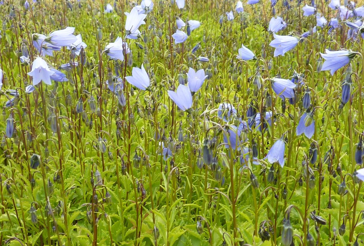 Zvonek lžičkolistý 'Blue' - Campanula cochleariifolia 'Blue'