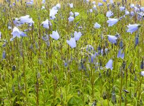 Zvonek lžičkolistý 'Blue' - Campanula cochleariifolia 'Blue'
