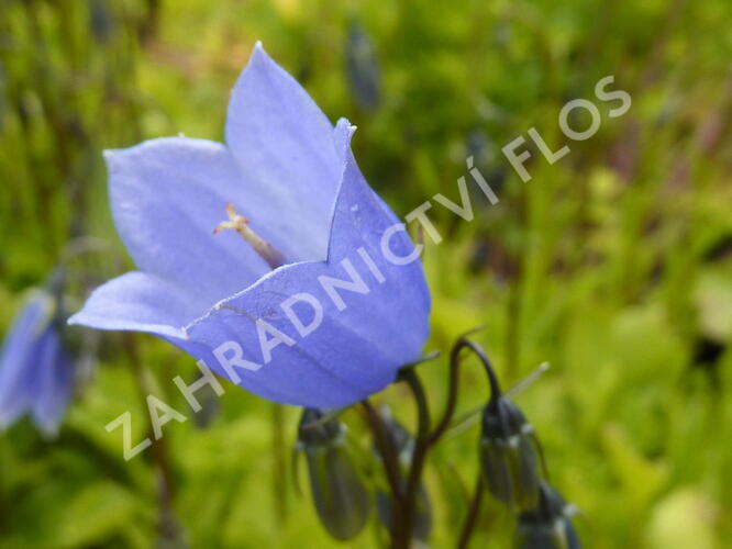 Zvonek lžičkolistý 'Blue' - Campanula cochleariifolia 'Blue'
