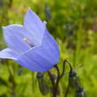 Zvonek lžičkolistý 'Blue' - Campanula cochleariifolia 'Blue'