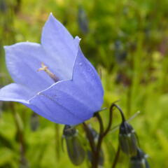 Zvonek lžičkolistý 'Blue' - Campanula cochleariifolia 'Blue'