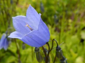 Zvonek lžičkolistý 'Blue' - Campanula cochleariifolia 'Blue'
