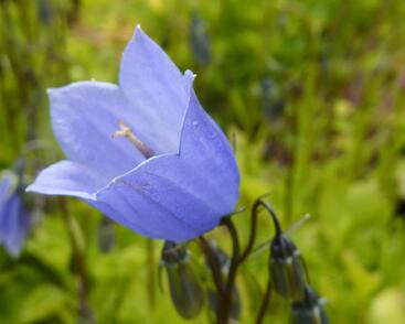 Zvonek lžičkolistý 'Blue'