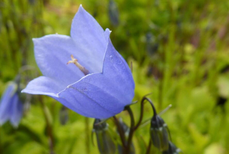 Zvonek lžičkolistý 'Blue' - Campanula cochleariifolia 'Blue'