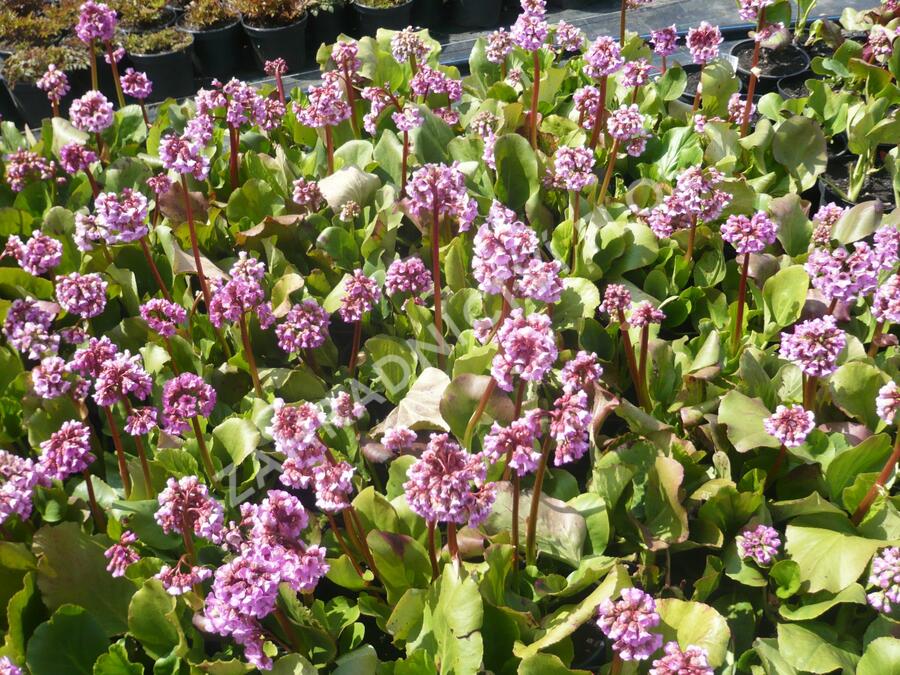 Bergénie srdčitá 'Rose Beauty' - Bergenia cordifolia 'Rose Beauty'