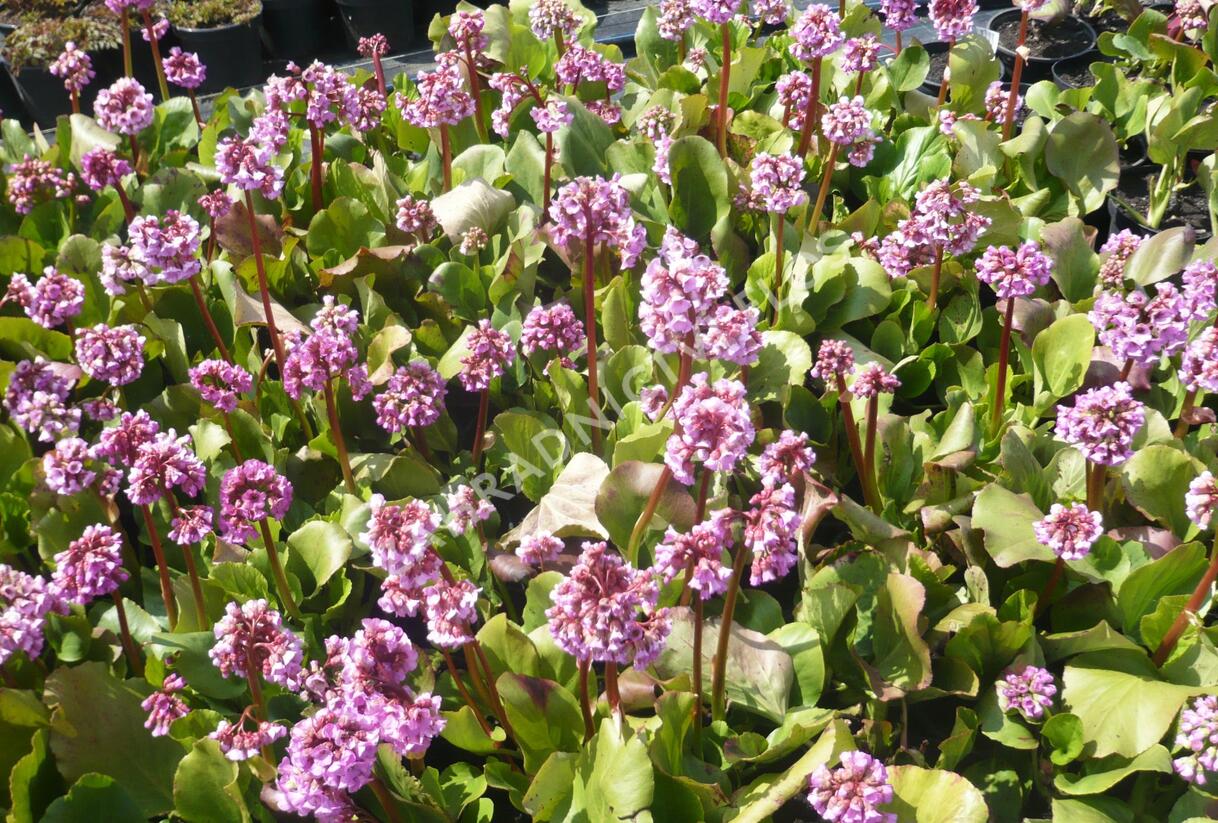 Bergénie srdčitá 'Rose Beauty' - Bergenia cordifolia 'Rose Beauty'