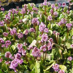 Bergénie srdčitá 'Rose Beauty' - Bergenia cordifolia 'Rose Beauty'