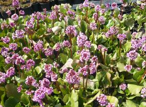 Bergénie srdčitá 'Rose Beauty' - Bergenia cordifolia 'Rose Beauty'