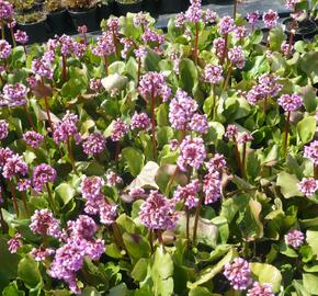 Bergénie srdčitá 'Rose Beauty' - Bergenia cordifolia 'Rose Beauty'