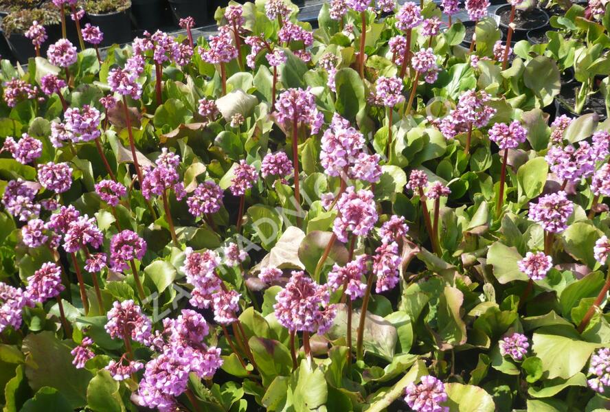 Bergénie srdčitá 'Rose Beauty' - Bergenia cordifolia 'Rose Beauty'