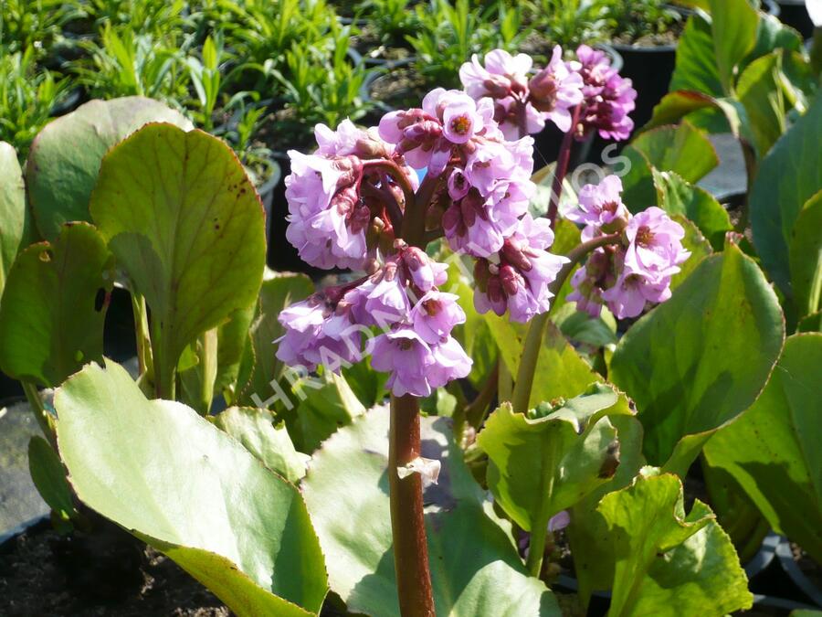 Bergénie srdčitá 'Rose Beauty' - Bergenia cordifolia 'Rose Beauty'