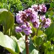 Bergénie srdčitá 'Rose Beauty' - Bergenia cordifolia 'Rose Beauty'