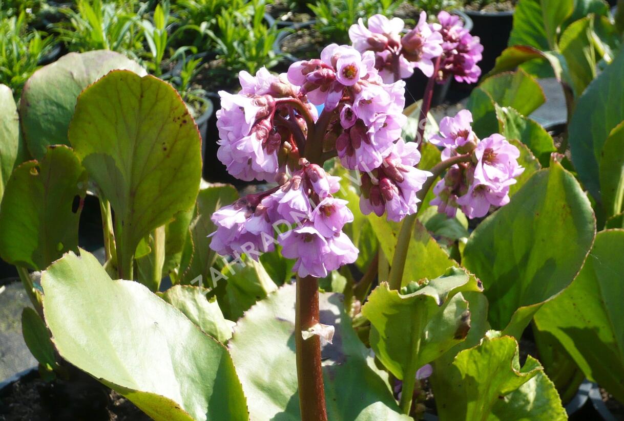 Bergénie srdčitá 'Rose Beauty' - Bergenia cordifolia 'Rose Beauty'