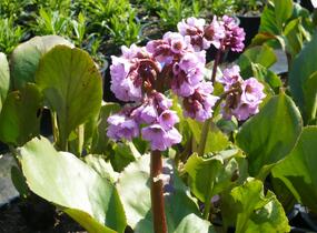 Bergénie srdčitá 'Rose Beauty' - Bergenia cordifolia 'Rose Beauty'