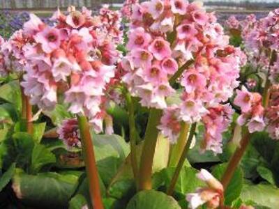 Bergénie 'Baby Doll' - Bergenia 'Baby Doll'