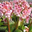 Bergénie 'Baby Doll' - Bergenia 'Baby Doll'