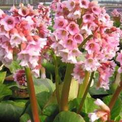 Bergénie 'Baby Doll' - Bergenia 'Baby Doll'