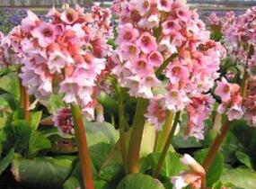 Bergénie 'Baby Doll' - Bergenia 'Baby Doll'