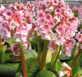 Bergénie 'Baby Doll' - Bergenia 'Baby Doll'