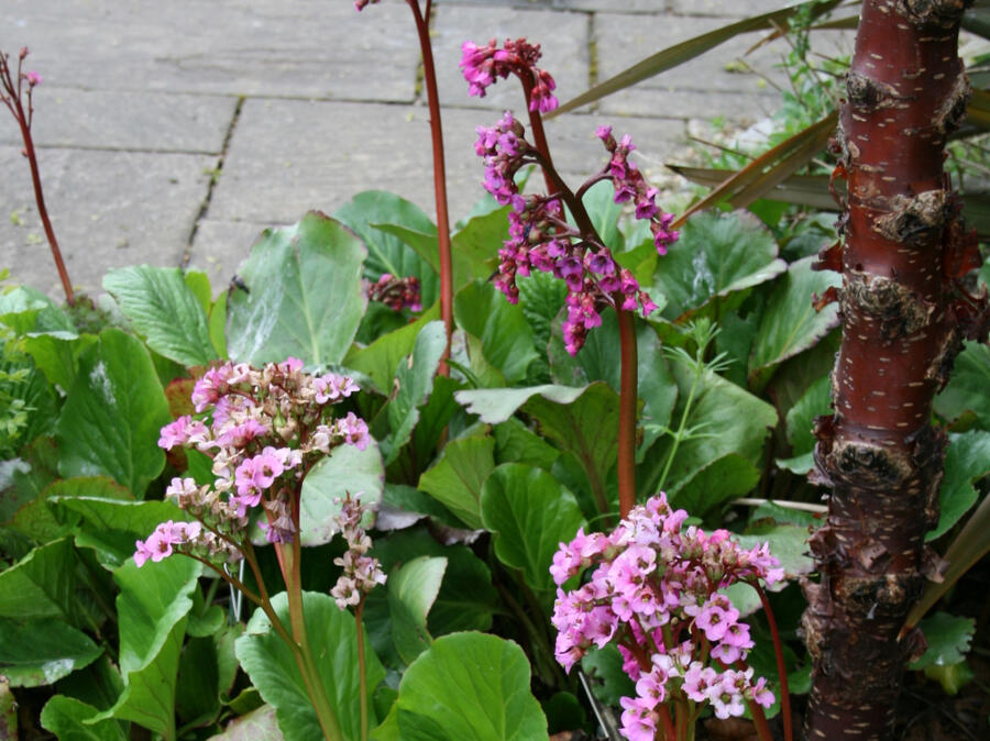 Bergénie 'Baby Doll' - Bergenia 'Baby Doll'
